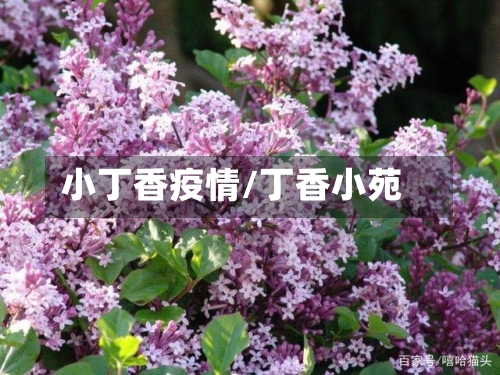 小丁香疫情/丁香小苑-第2张图片