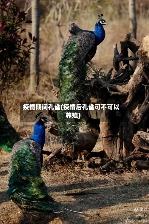 疫情期间孔雀(疫情后孔雀可不可以养殖)