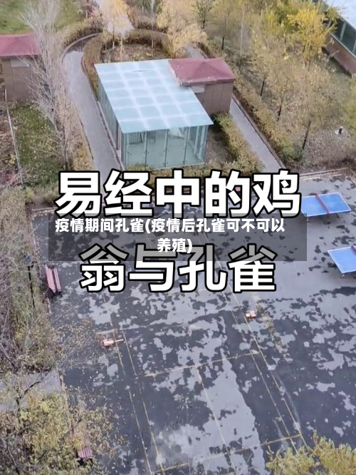 疫情期间孔雀(疫情后孔雀可不可以养殖)-第3张图片