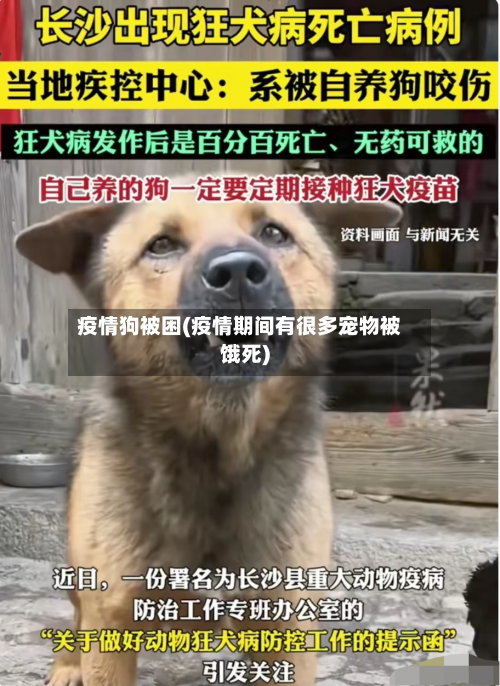 疫情狗被困(疫情期间有很多宠物被饿死)