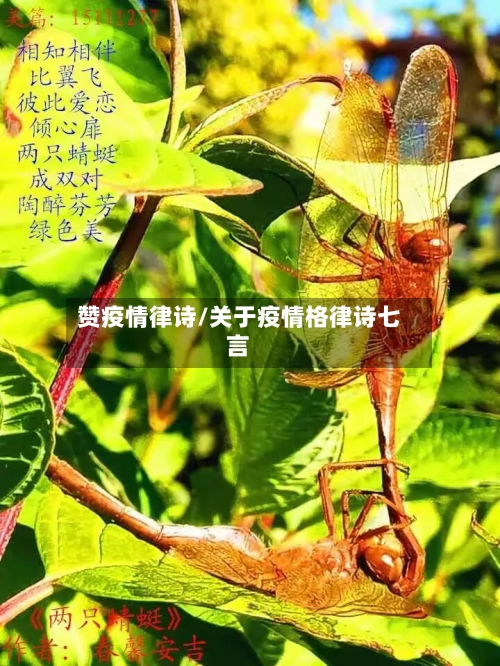 赞疫情律诗/关于疫情格律诗七言