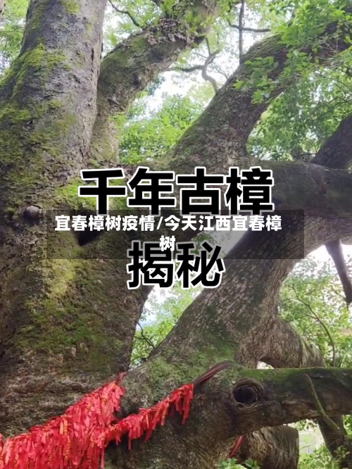 宜春樟树疫情/今天江西宜春樟树