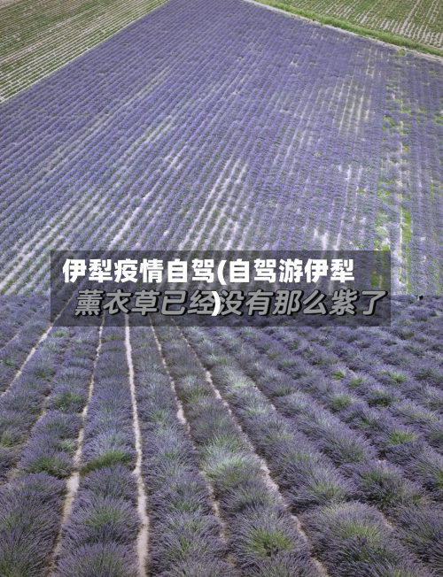 伊犁疫情自驾(自驾游伊犁)