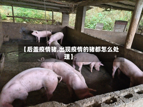 【后盖疫情猪,出现疫情的猪都怎么处理】-第2张图片