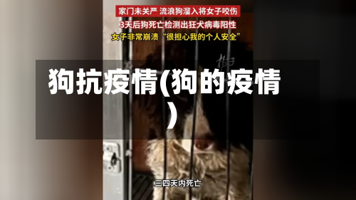 狗抗疫情(狗的疫情)