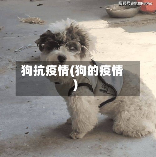 狗抗疫情(狗的疫情)-第2张图片