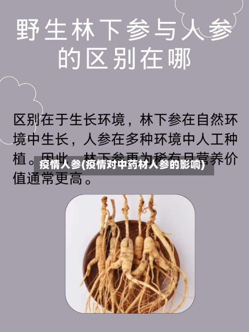 疫情人参(疫情对中药材人参的影响)