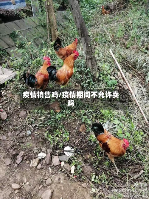 疫情销售鸡/疫情期间不允许卖鸡