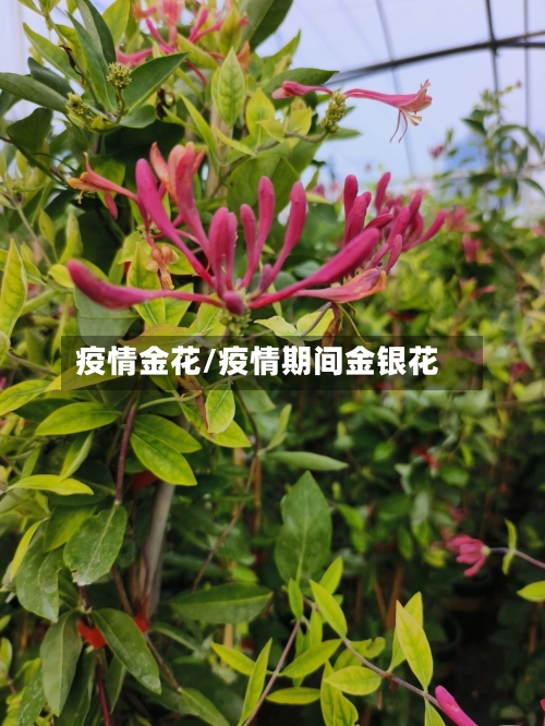 疫情金花/疫情期间金银花-第3张图片