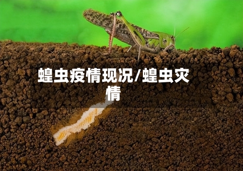 蝗虫疫情现况/蝗虫灾情
