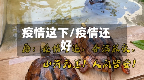 疫情这下/疫情还好